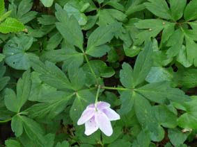 Anemone nemorosa